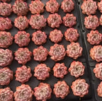 Echeveria Chihuahuaensis succulent rosettes in a tray, pale pink and peach.