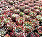 Echeveria chihuahuaensis succulent rosette cluster, green centers with red edges