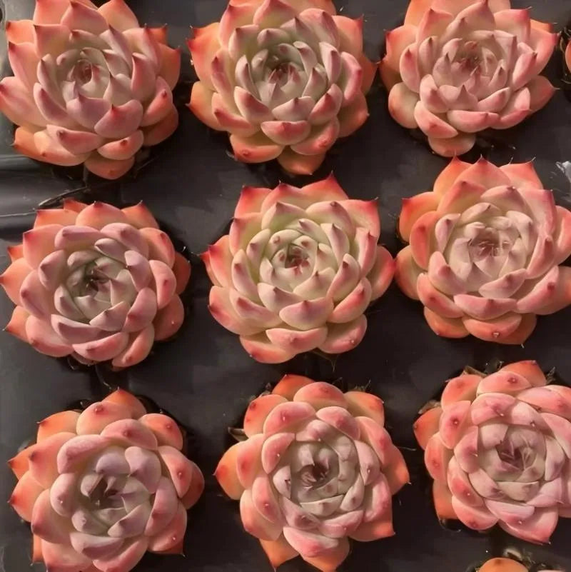 Echeveria Chihuahuaensis succulent rosettes, peach and pink leaves.