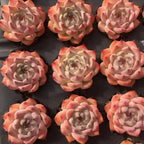 Echeveria Chihuahuaensis succulent rosettes, peach and pink leaves.