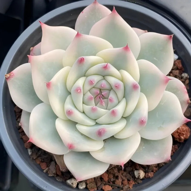 Echeveria rosette succulent in 4-inch pot, pale green leaves with pink speckles