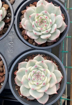 Variegated echeveria succulent in 4-inch pot, pale green rosette with pink tips