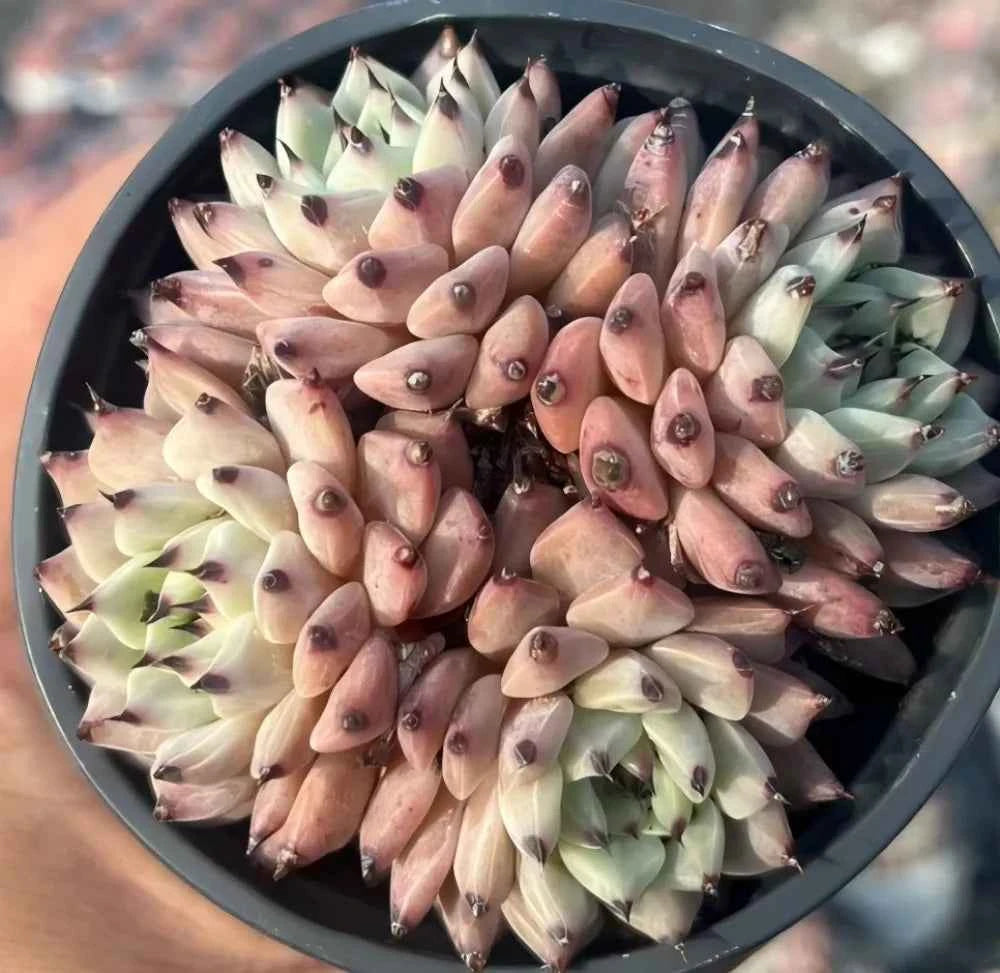 Echeveria succulent cluster in pot, pale pink and green rosettes with pointed leaves