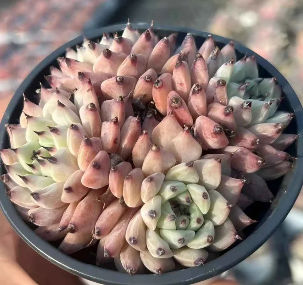 Echeveria succulent cluster in pot, mixed pale pink and light green rosettes