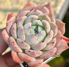 Echeveria rosette succulent with pale green center and pink-edged fleshy leaves