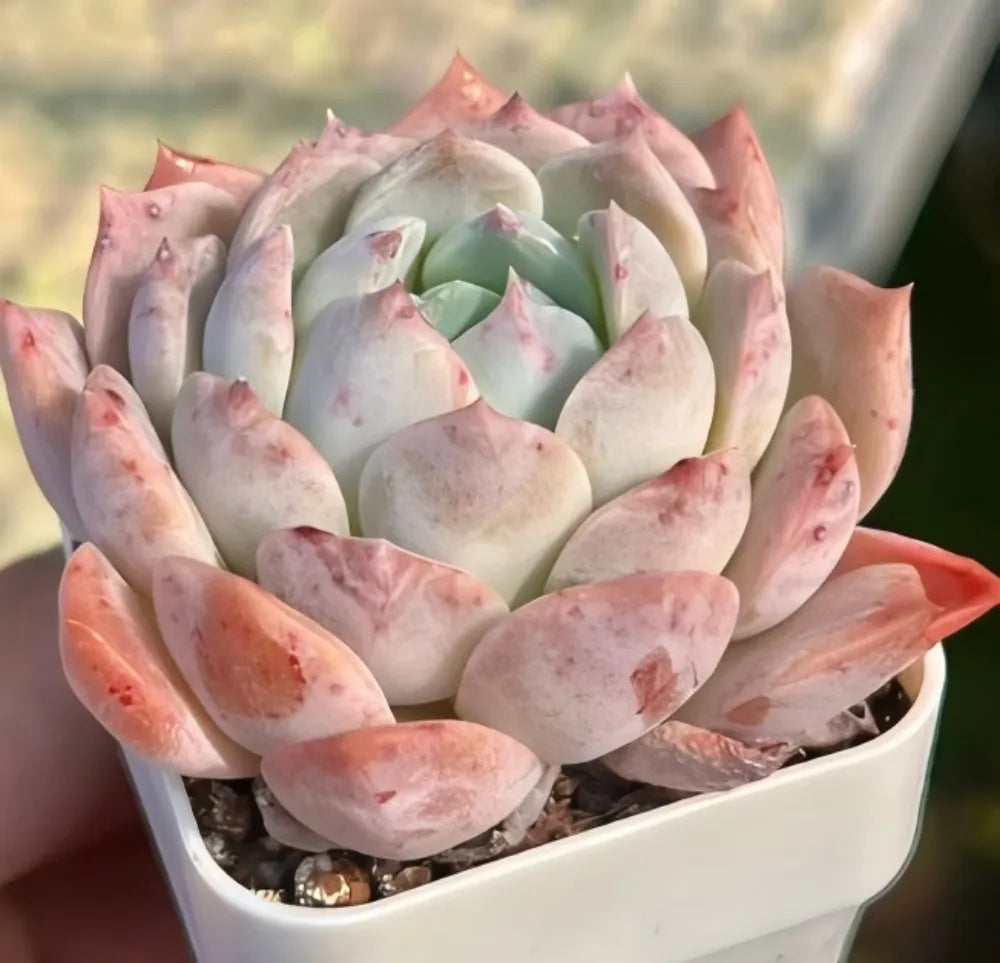 Echeveria rosette succulent in white pot with pale green center and pink-edged leaves