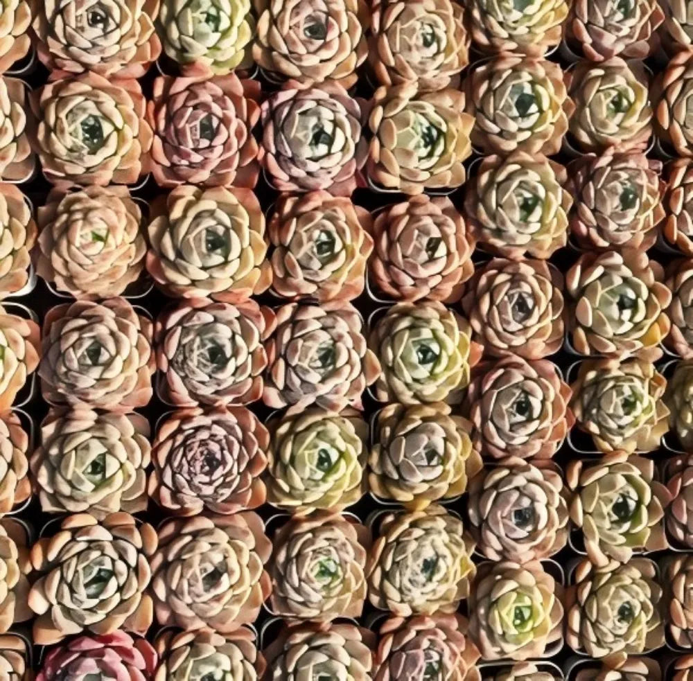 Cluster of Echeveria rosette succulents with pale green, pink, and beige leaves