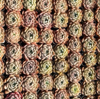 Cluster of Echeveria rosette succulents with pale green, pink, and beige leaves