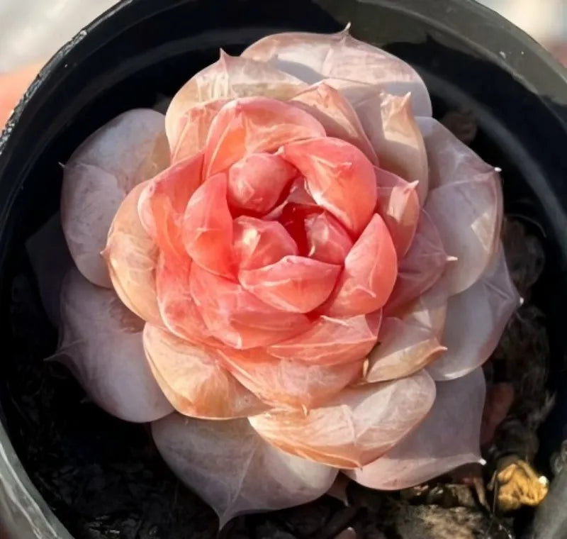 Echeveria succulent rosette with peach-pink curled leaves in a black pot