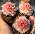Echeveria succulent rosette cluster with peach and pale pink leaves