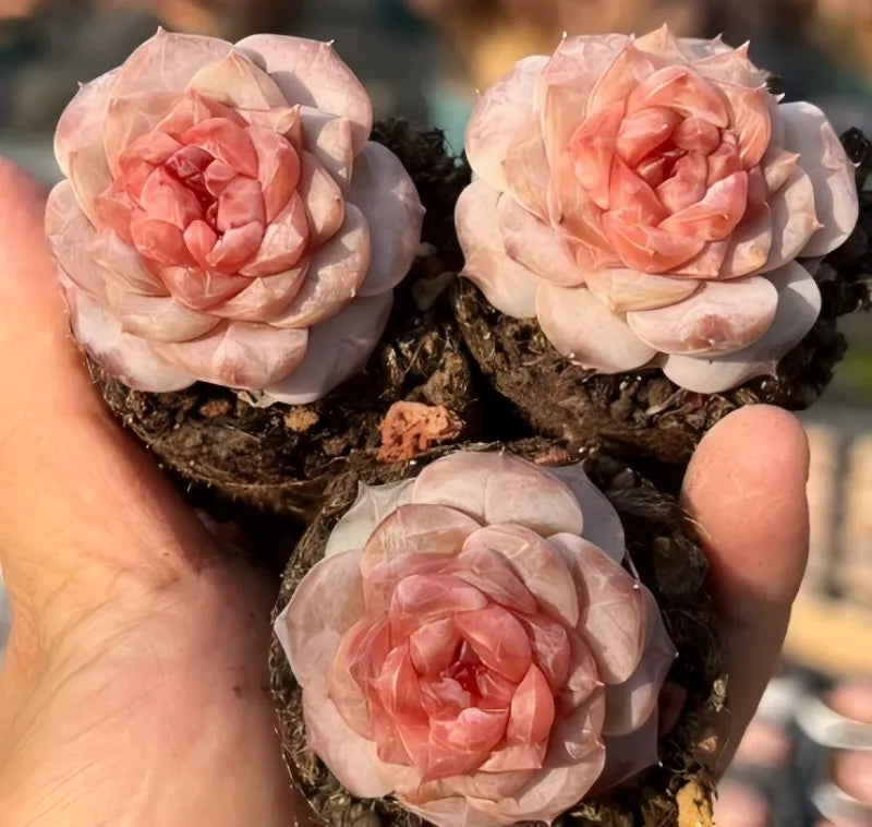 Echeveria succulent rosettes on dark soil with peach-pink and pale leaves