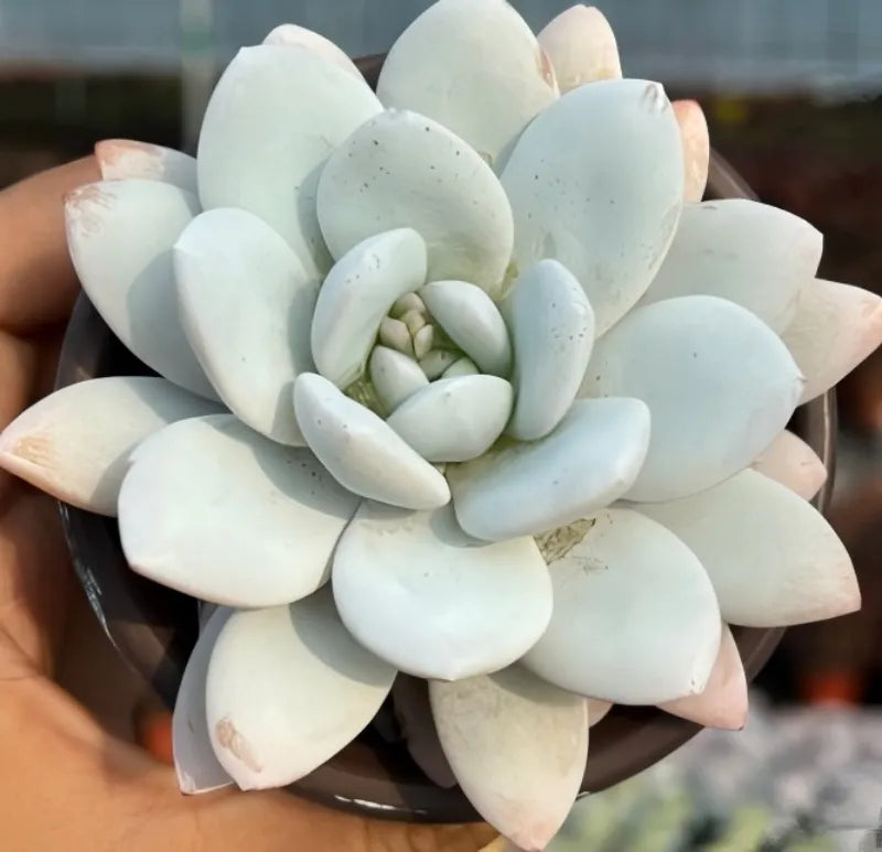 Echeveria Lauii succulent rosette, pale blue-white layered leaves with inner bud.