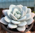 Echeveria Lauii succulent rosette, pale blue leaves with light speckling.