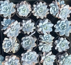 Echeveria Lauii succulent, pale blue rosette with layered, pointed leaves.