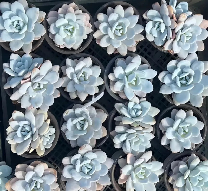 Echeveria Lauii succulent, pale blue rosette with layered, pointed leaves.