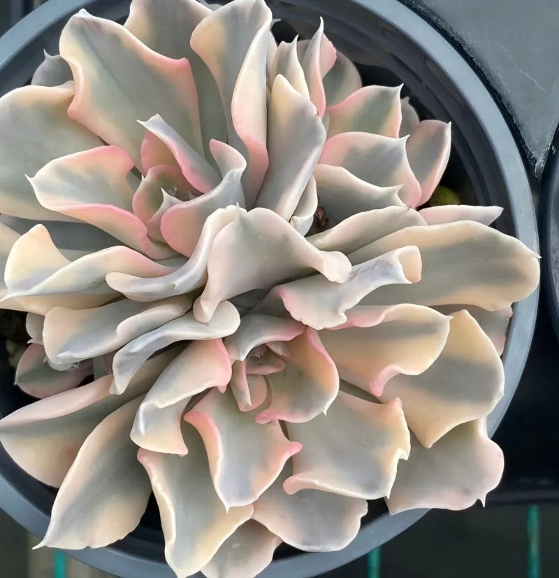 Variegated echeveria succulent cluster in black round pot, pale cream and pink leaves