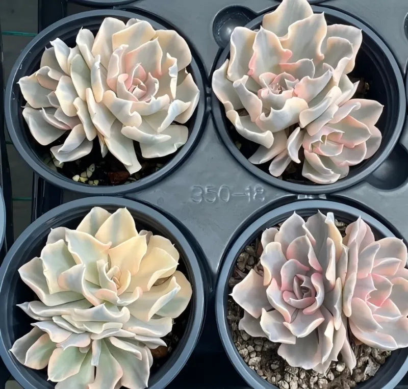 Four variegated echeveria succulents in small pots, cream leaves with light pink tips