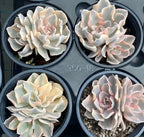 Four variegated echeveria succulents in small pots, cream leaves with light pink tips