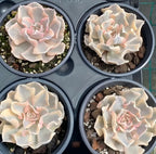 Variegated echeveria succulents in four 4-inch pots