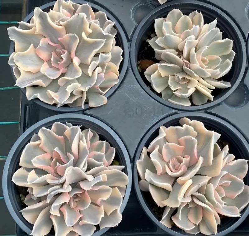 Set of four variegated echeveria plants in black pots, pale cream leaves with pink edges
