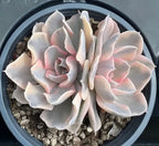Variegated echeveria succulent rosette in gray pot, cream and pink layered leaves