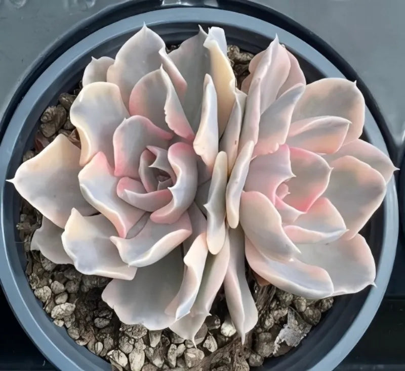 Variegated echeveria succulent rosette in gray pot, cream and pink layered leaves