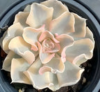 Variegated echeveria rosette in 4-inch pot with pale pink centers