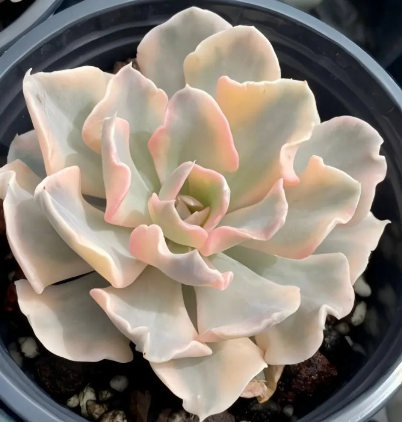Variegated echeveria succulent rosette in 4-inch pot
