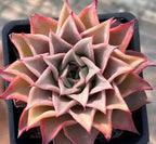 Echeveria succulent rosette in a shallow pot, cream leaves with pink edges