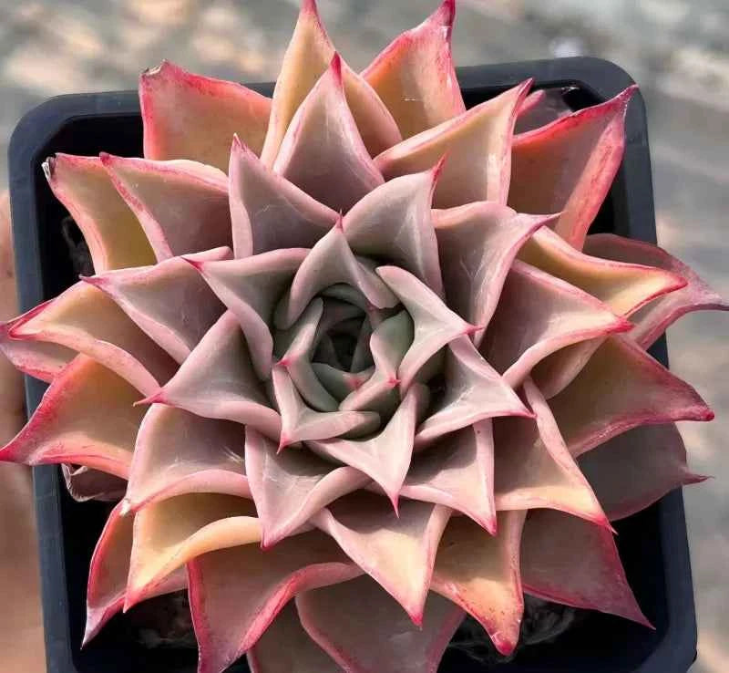 Echeveria succulent rosette in a shallow pot, cream leaves with pink edges