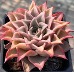 Echeveria succulent rosette with pink-edged cream leaves and darker red tips