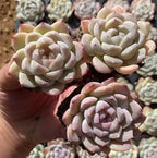 Succulent rosette in 2-inch pot, rounded pale leaves with pink blush