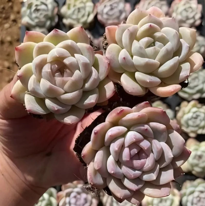 Succulent rosette in 2-inch pot, rounded pale leaves with pink blush