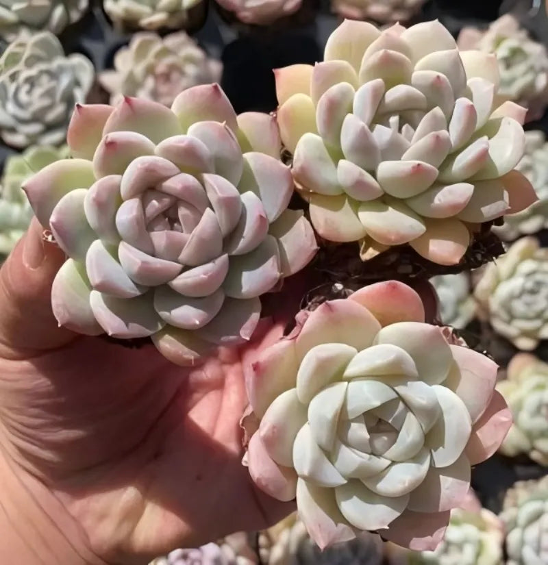 Succulent rosette in 2-inch pot, pale green and white petals with pink tips