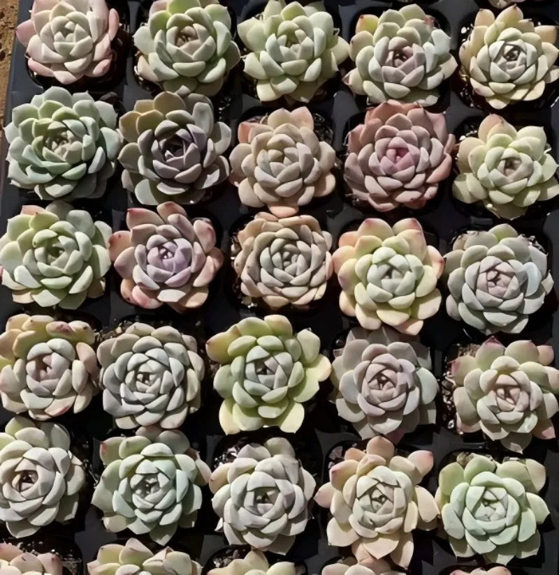 Succulent rosette plants in small black 2-inch pots, pale green and lavender