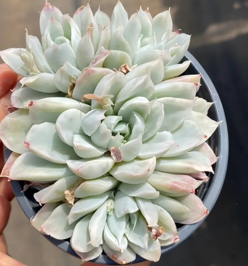 Variegated echeveria succulent in 4-inch pot, mint-green rosette with small blush markings