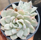 Variegated echeveria succulent in 4-inch pot, pale green rosette with blush tips