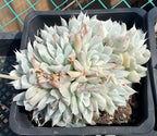 Variegated Echeveria in a 5-inch pot, pale green rosette with pink streaks