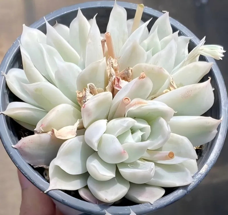 Variegated echeveria succulent in 4-inch pot, dense pale rosette with pink-tinged edges