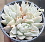 Variegated echeveria succulent in 4-inch pot, dense pale rosette with pink-tinged edges