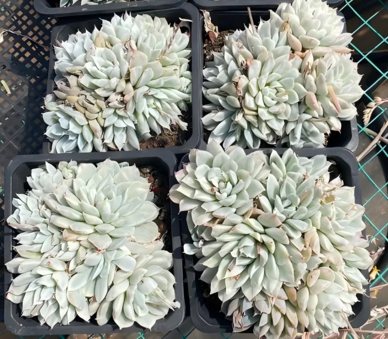 Assorted variegated Echeveria plants in pots, pale green rosettes with pink tinges