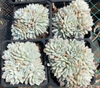 Assorted variegated Echeveria plants in pots, pale green rosettes with pink tinges