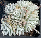 Variegated Echeveria in a 5-inch pot, pale green rosette with pink-edged leaves