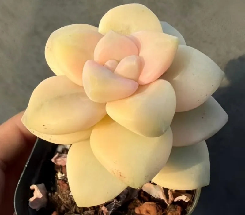 Creamy yellow succulent rosette with overlapping leaves in round pot