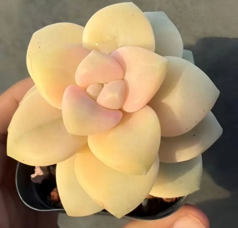 Pale yellow succulent rosette with layered fleshy leaves in round pot