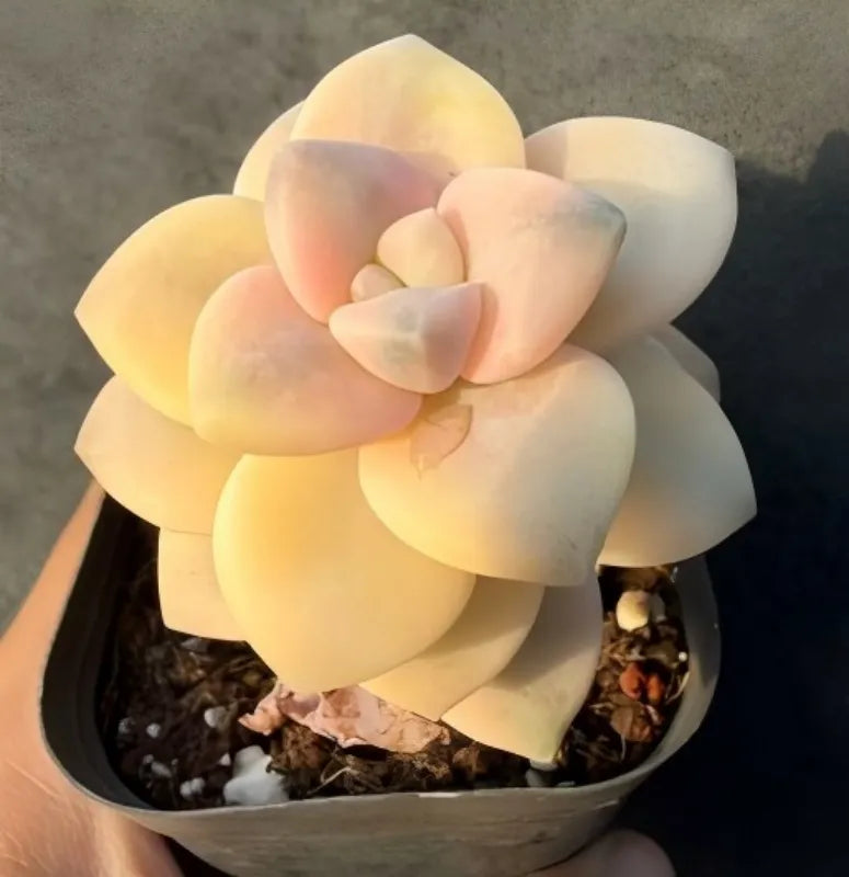 Yellow succulent rosette in a round pot, layered thick leaves