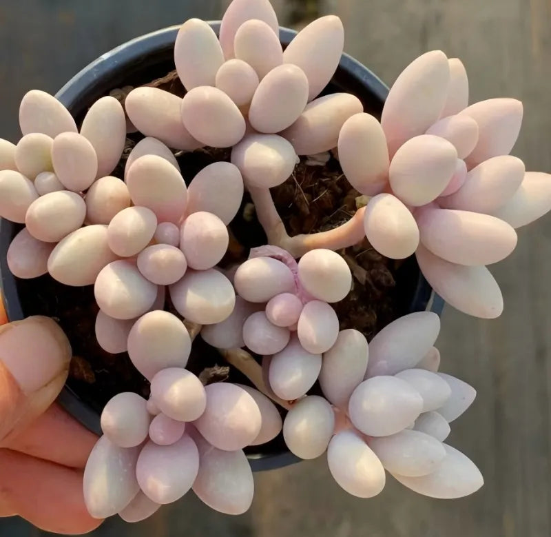Pink oval succulent cluster in blue pot, close view with multiple rosettes