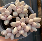 Creamy pale pink oval succulent rosettes in blue pot, tightly packed