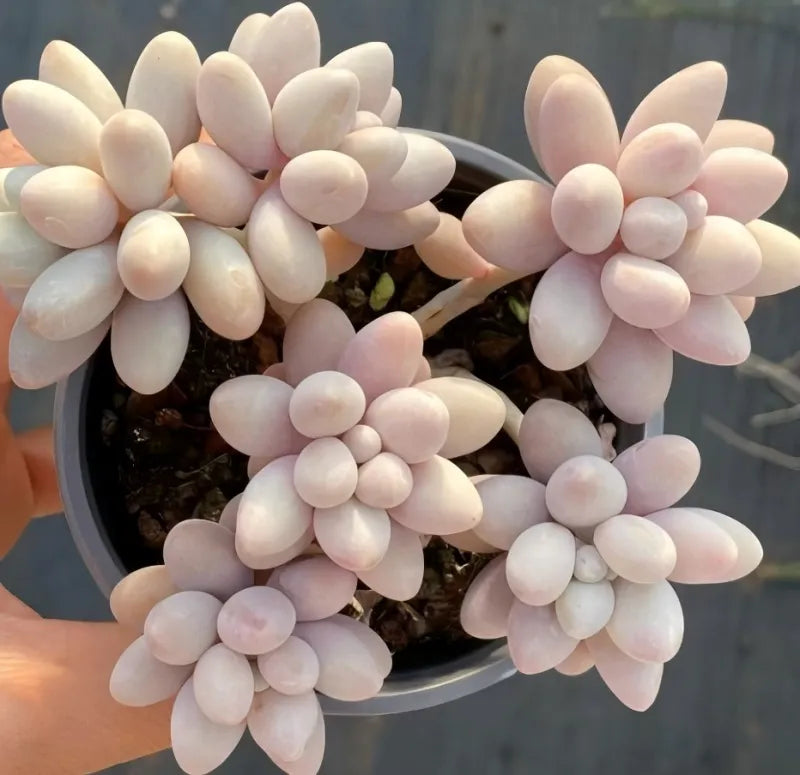 Pink oval succulent stems in blue pot, handheld, dense egg finger cluster