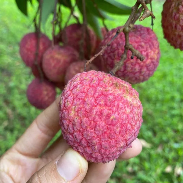 Emperor Lychee Tree - 1.5ft. Tall Bare Root mysoilsong